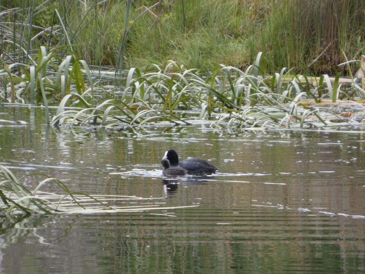 Kopetazuri arrunta - ML646342316