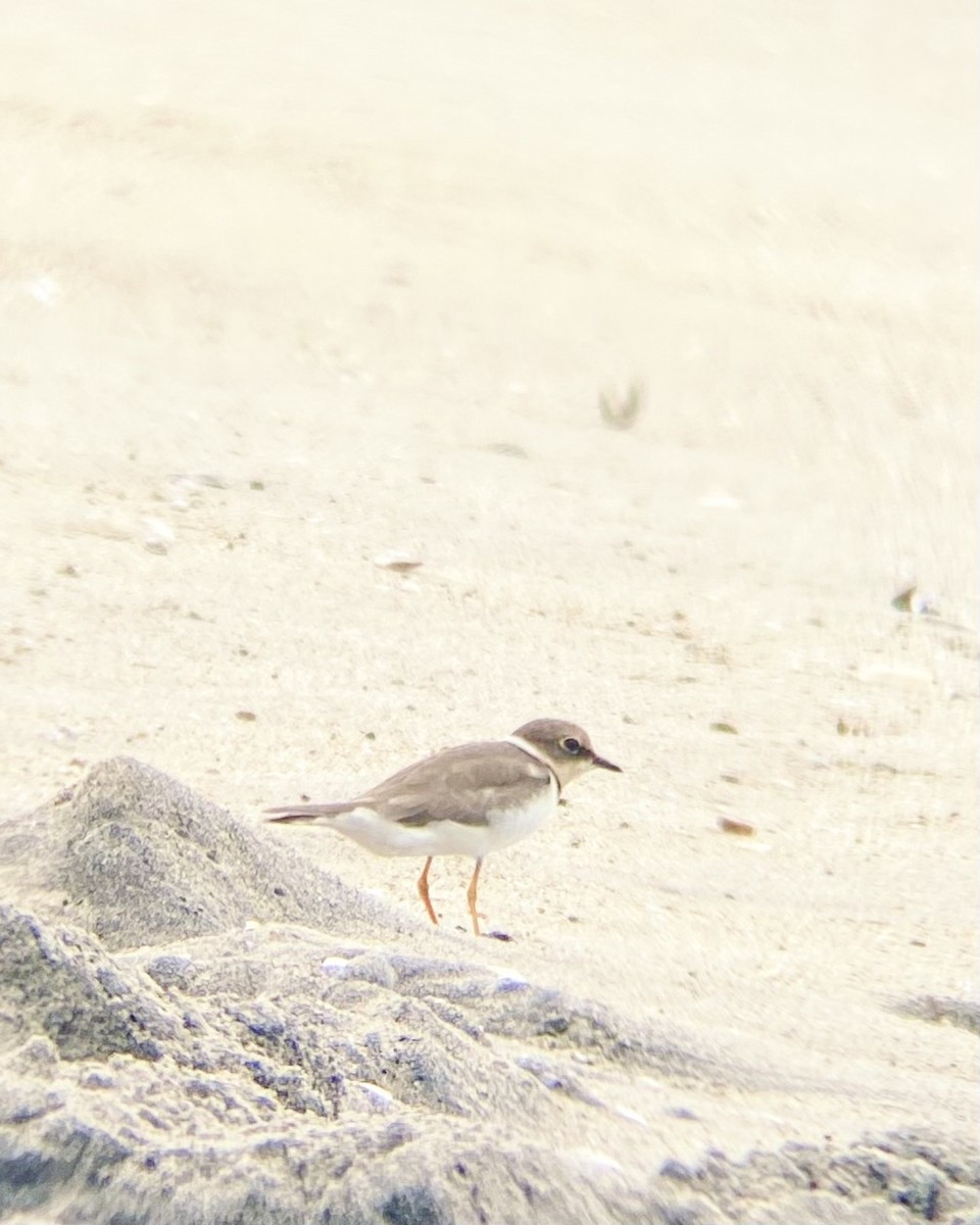Little Ringed Plover - ML646342317