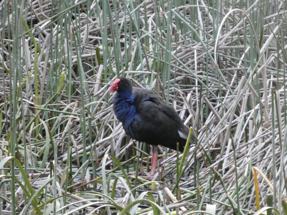 Australasian Swamphen - ML646342320