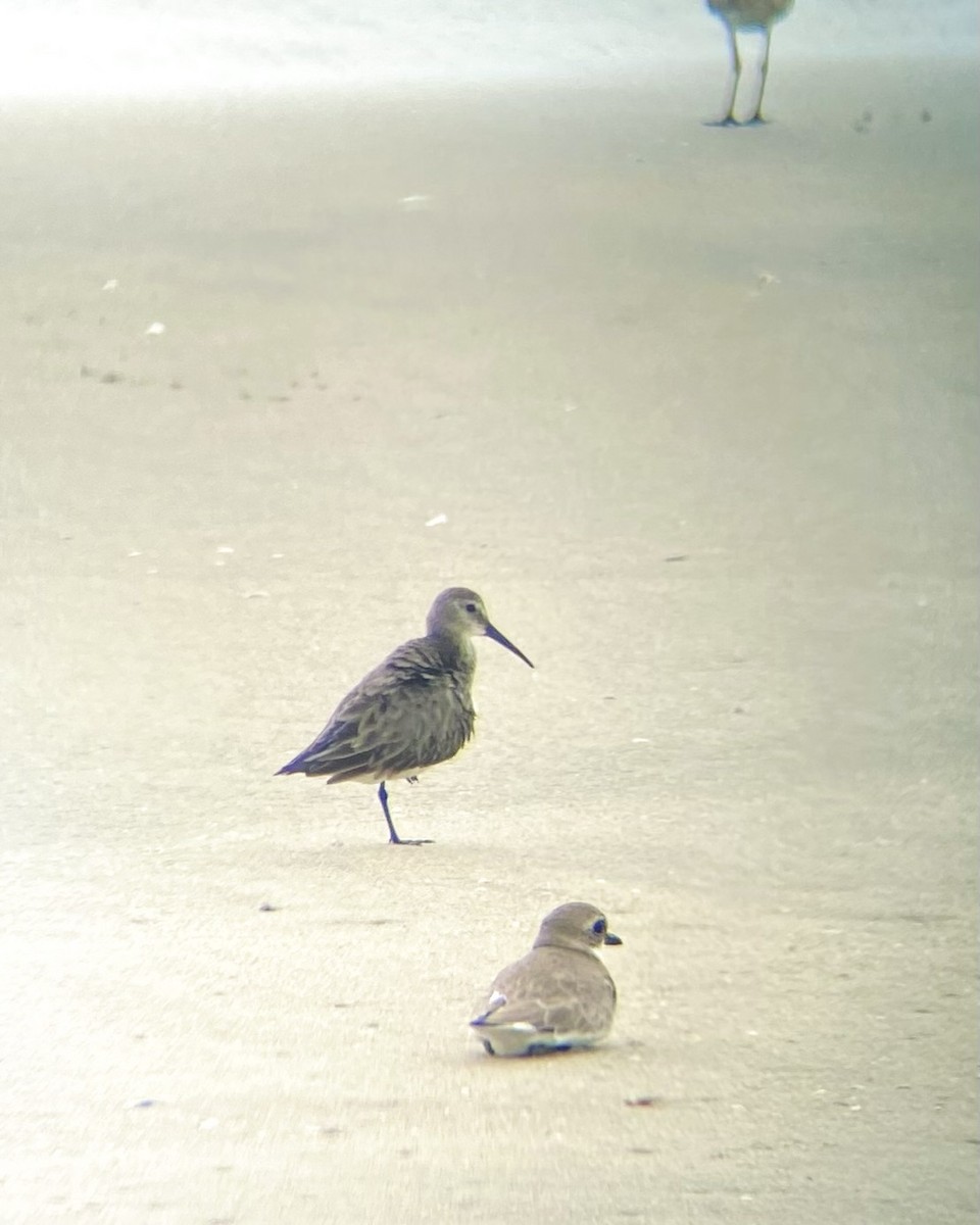 Dunlin - ML646342322