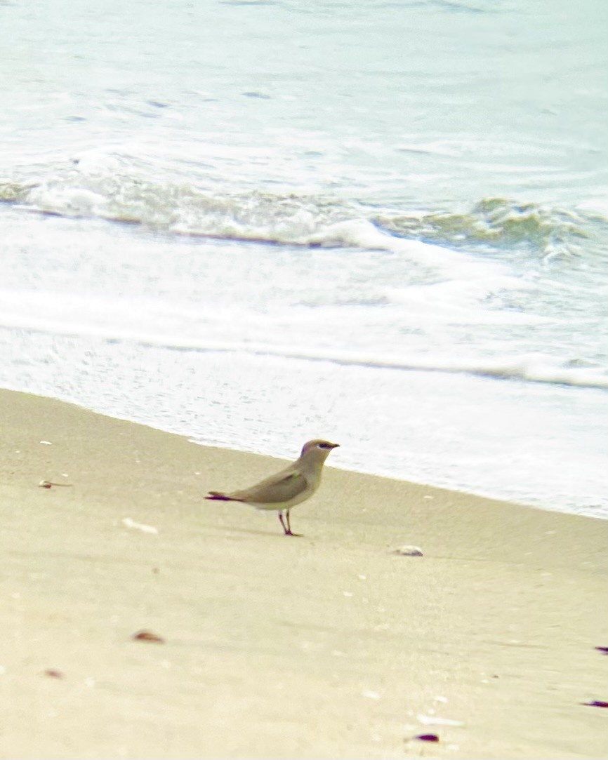 Small Pratincole - ML646342324