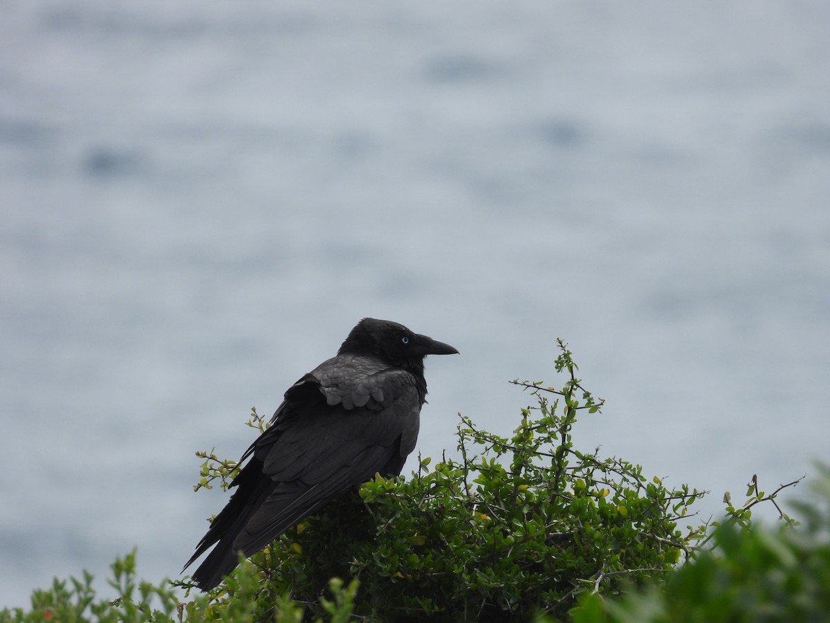 Little Raven - ML646342325