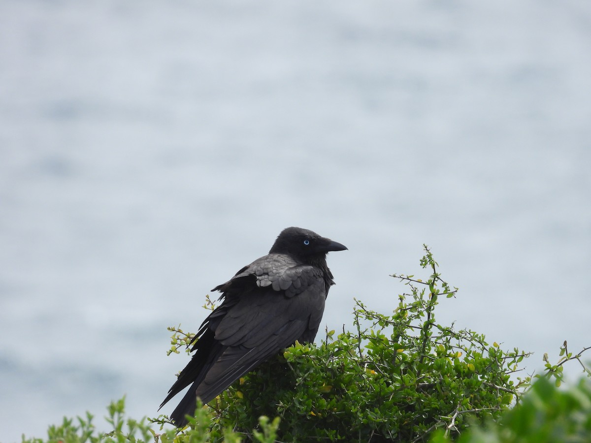 Little Raven - ML646342326