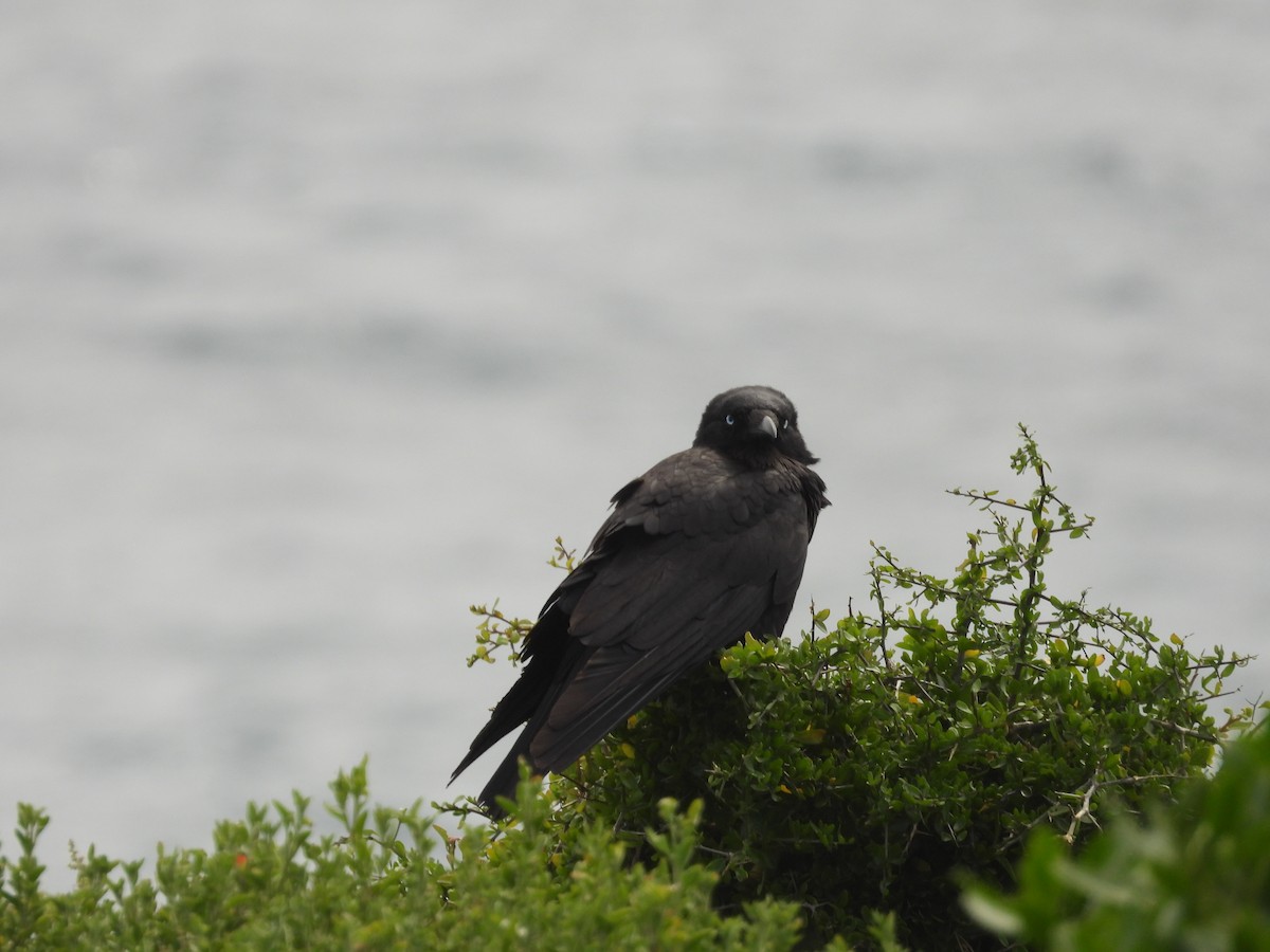 Little Raven - ML646342327