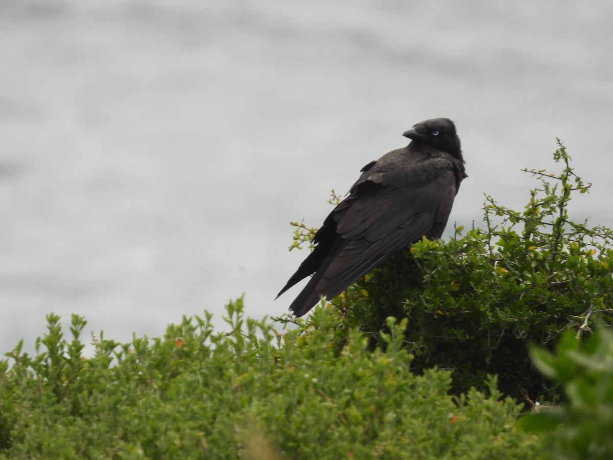 Little Raven - ML646342328