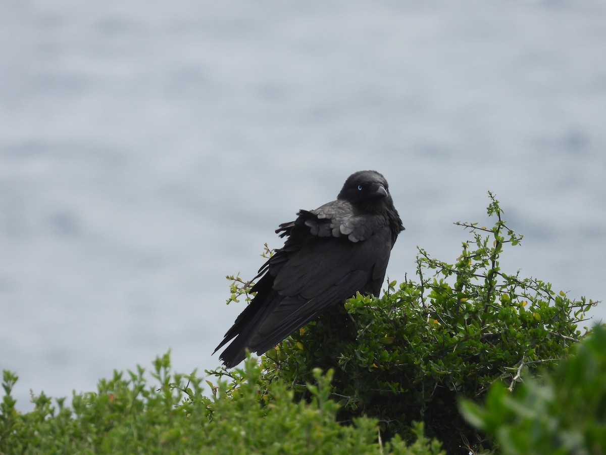 Little Raven - ML646342329