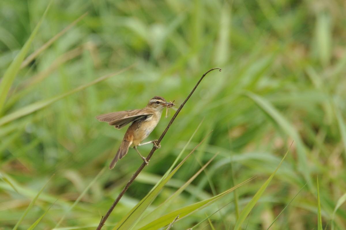 Sedge Warbler - ML646342330