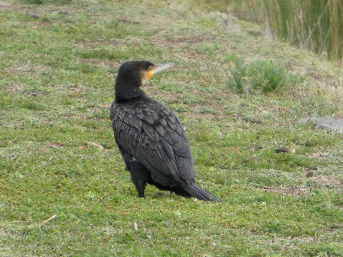 Ubarroi handia - ML646342331