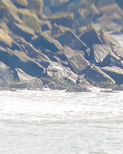 Greater Flamingo - ML646342332