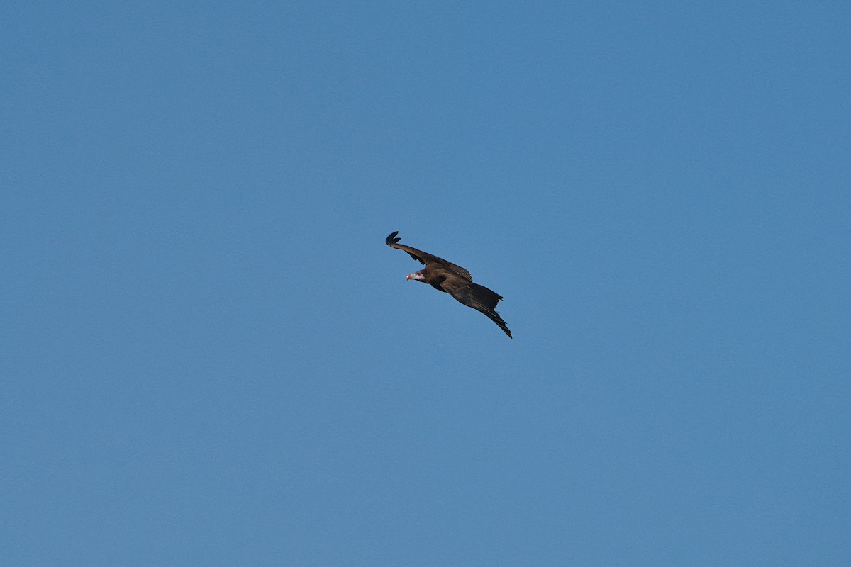 White-headed Vulture - ML646342337
