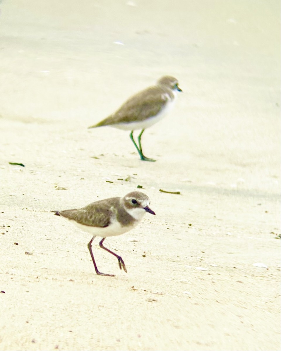 Tibetan Sand-Plover - ML646342339