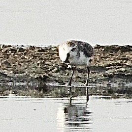 Txirri mokozabala - ML646342343