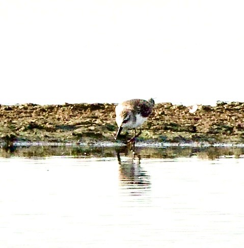 Txirri mokozabala - ML646342344