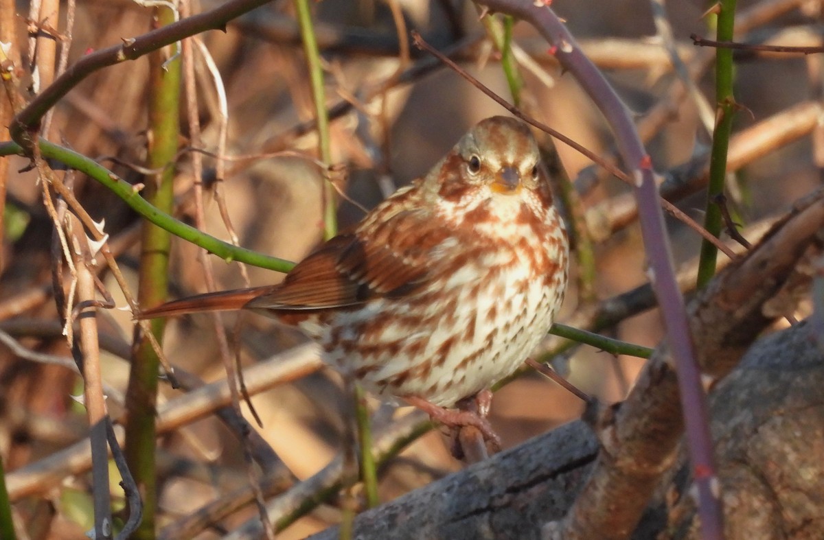 Fox Sparrow - ML646342347