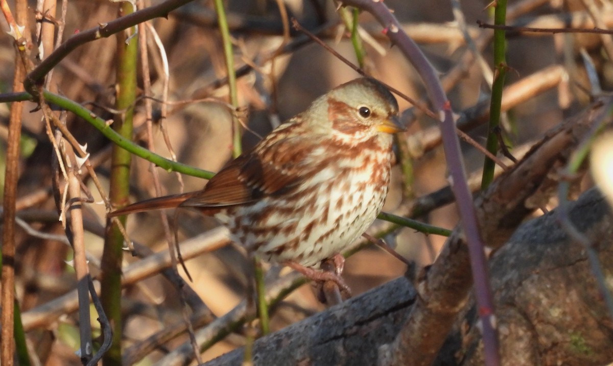 Fox Sparrow - ML646342348