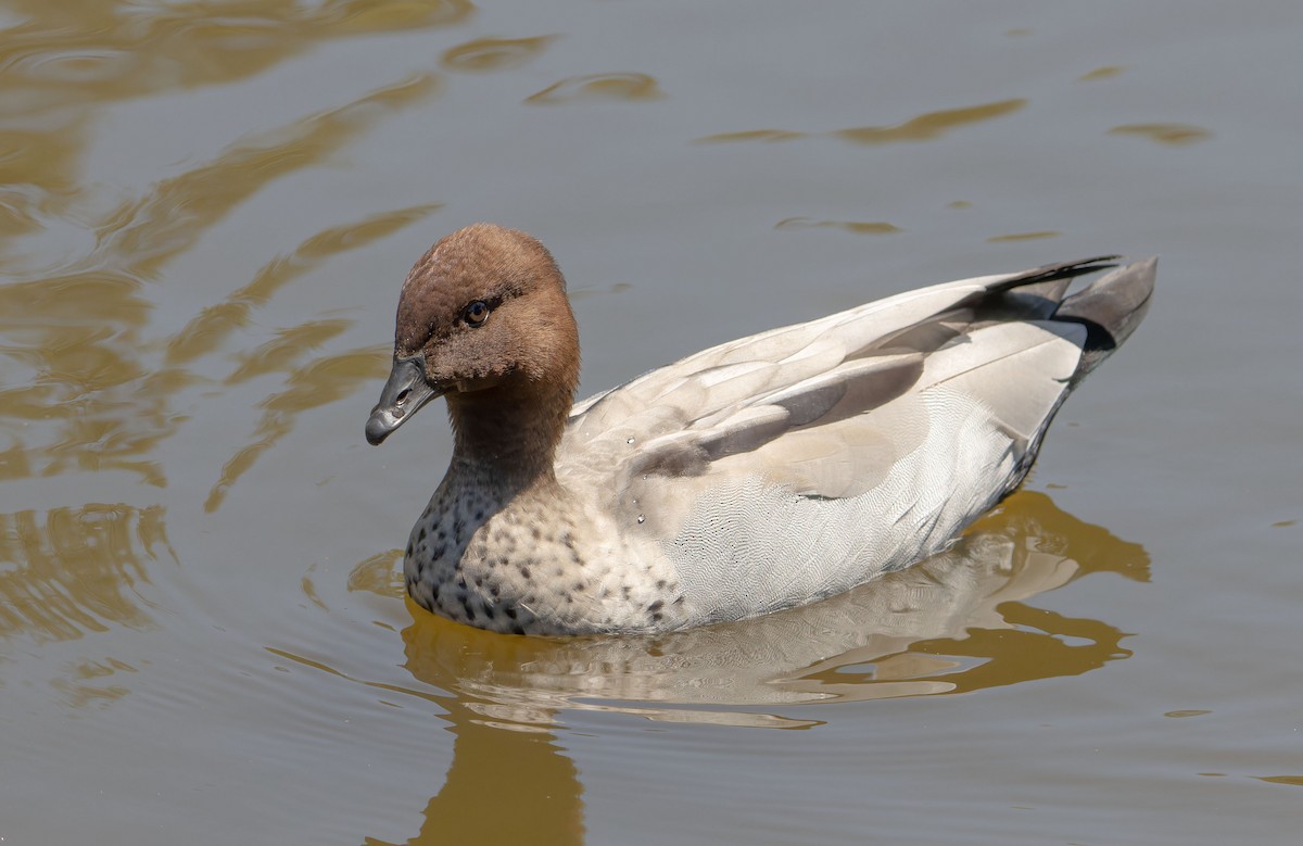 Ahate kalparduna - ML646342350