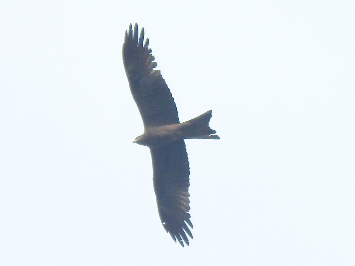 Miru beltza - ML646342353