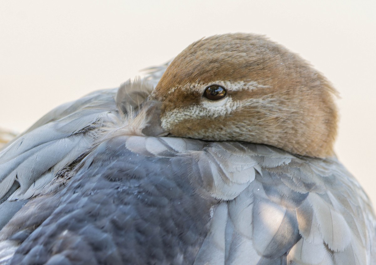 Ahate kalparduna - ML646342354