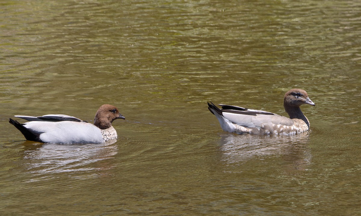 Ahate kalparduna - ML646342355