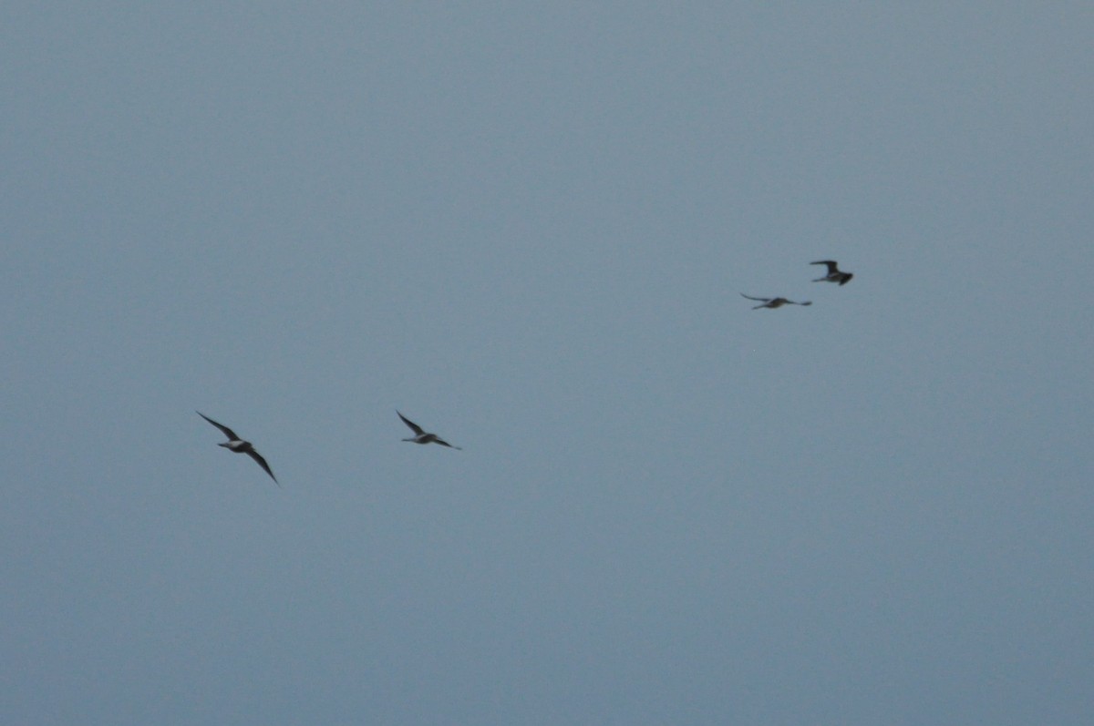 Urmael-kuliska - ML646342356