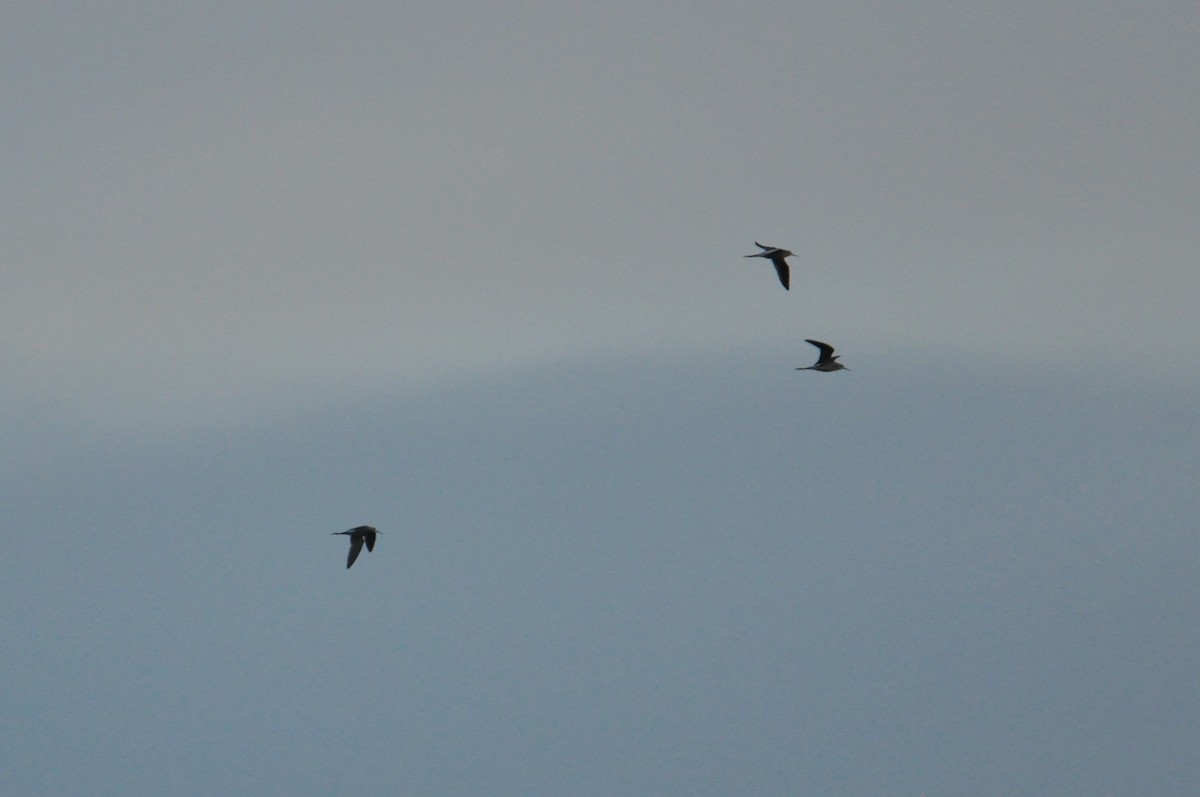 Urmael-kuliska - ML646342357