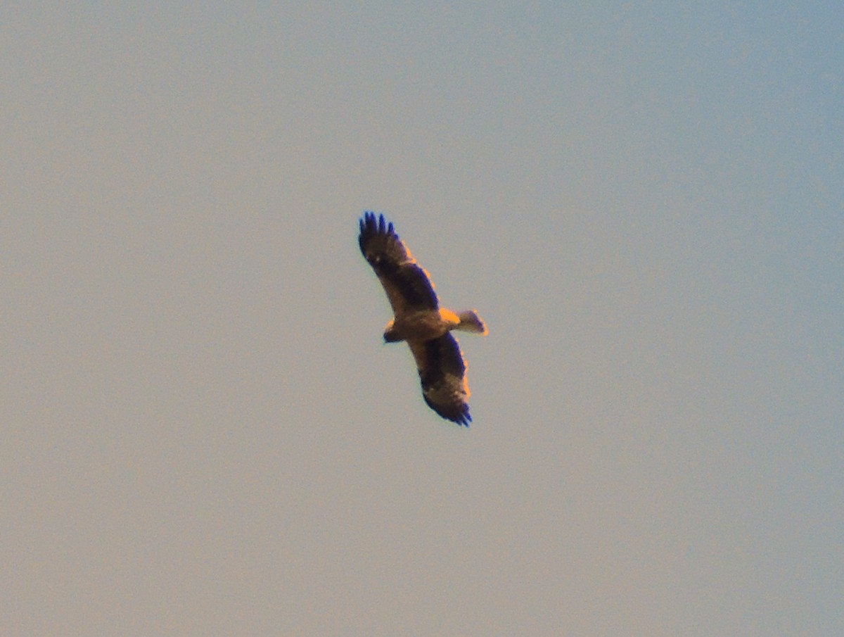 Arrano txikia - ML646342358