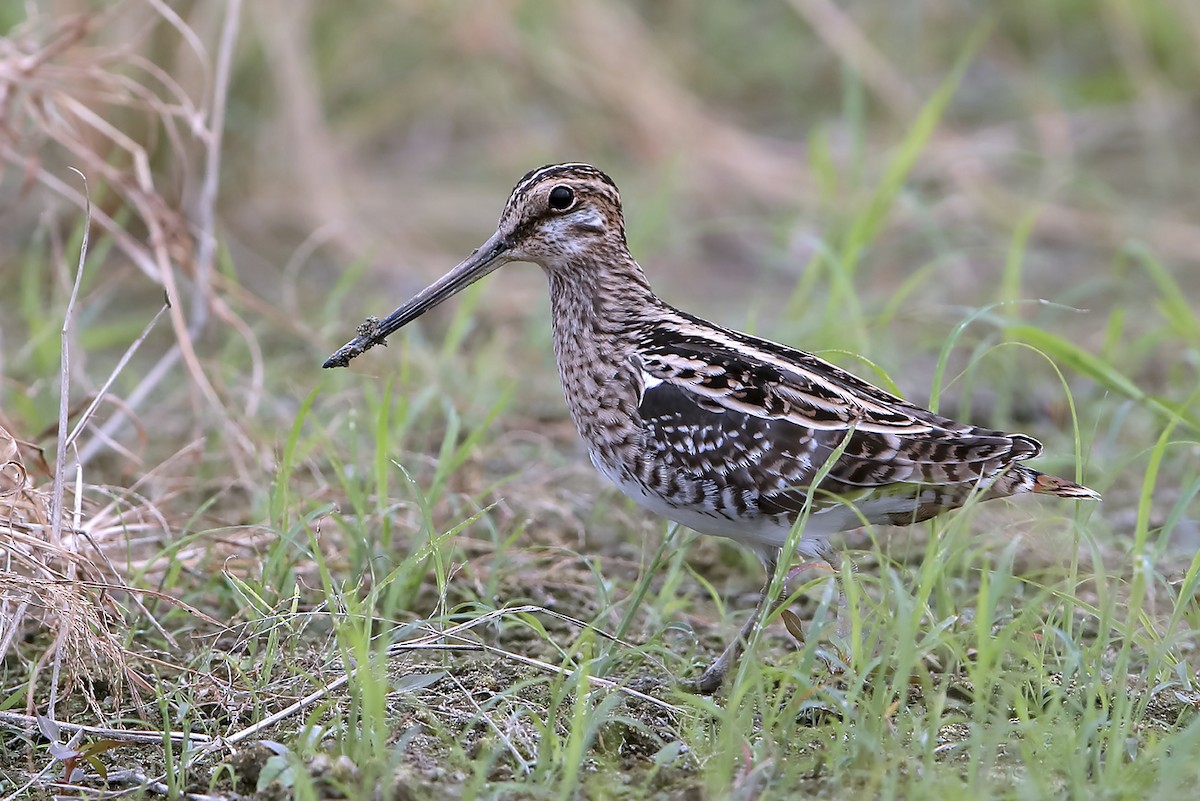 Istingor arrunta - ML646342361