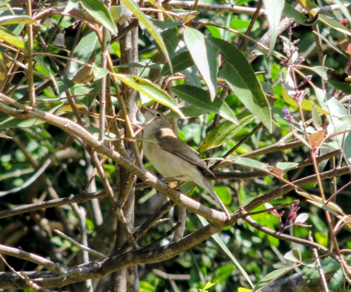 Sykes sasi-txoria - ML646342362