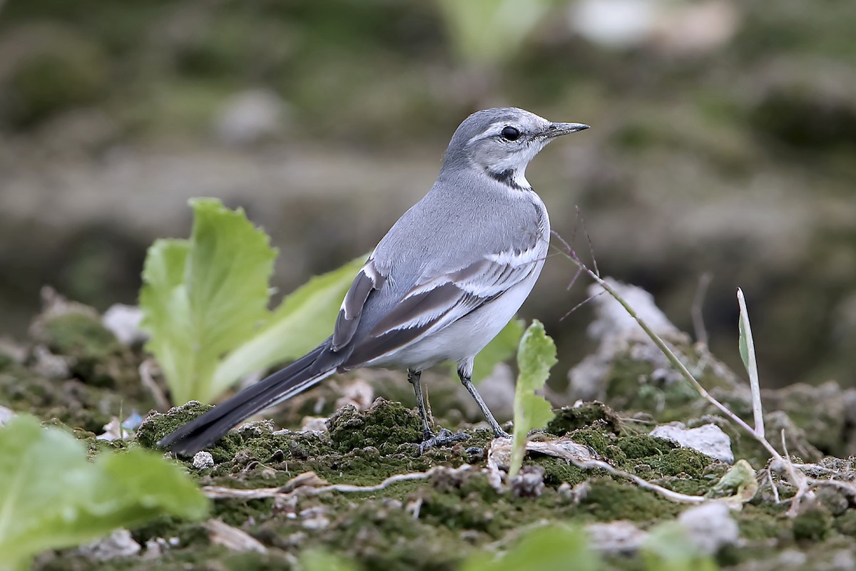 Buztanikara zuria (ocularis) - ML646342363