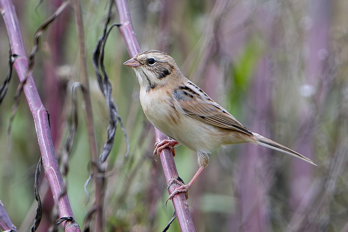 Zingira-berdantza ekialdetarra - ML646342364