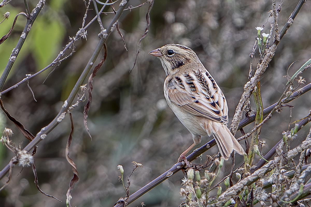 Zingira-berdantza ekialdetarra - ML646342365