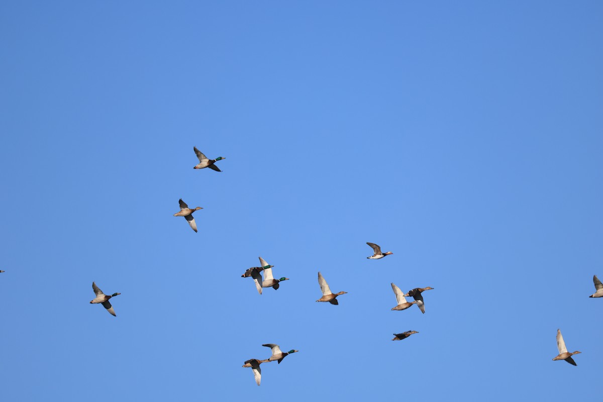 Basahatea - ML646342367