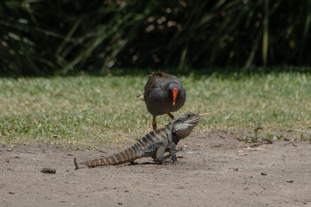 Dusky Moorhen - ML646342368