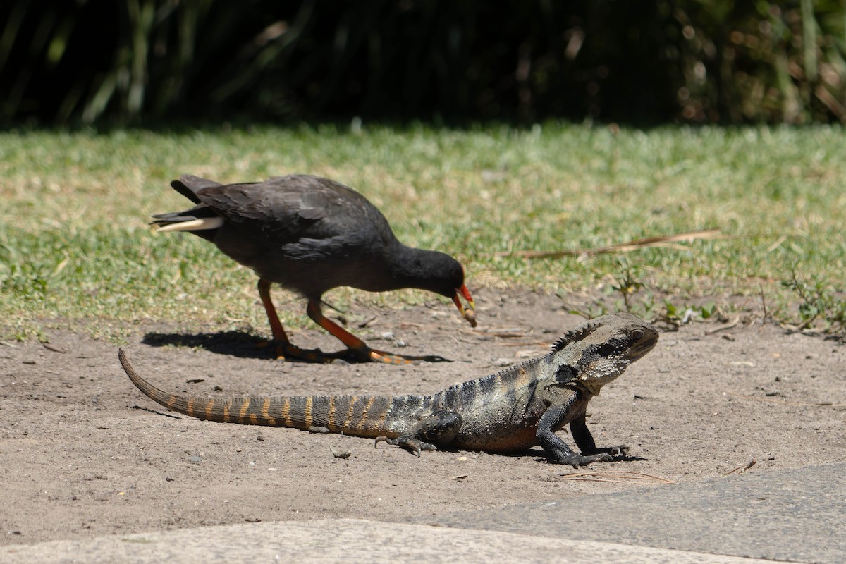 Dusky Moorhen - ML646342369