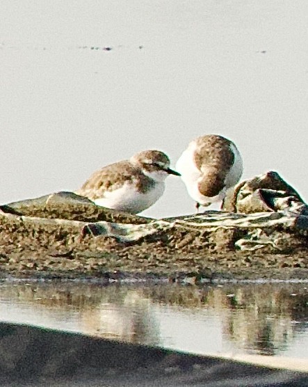 Txirritxo tibetarra - ML646342370