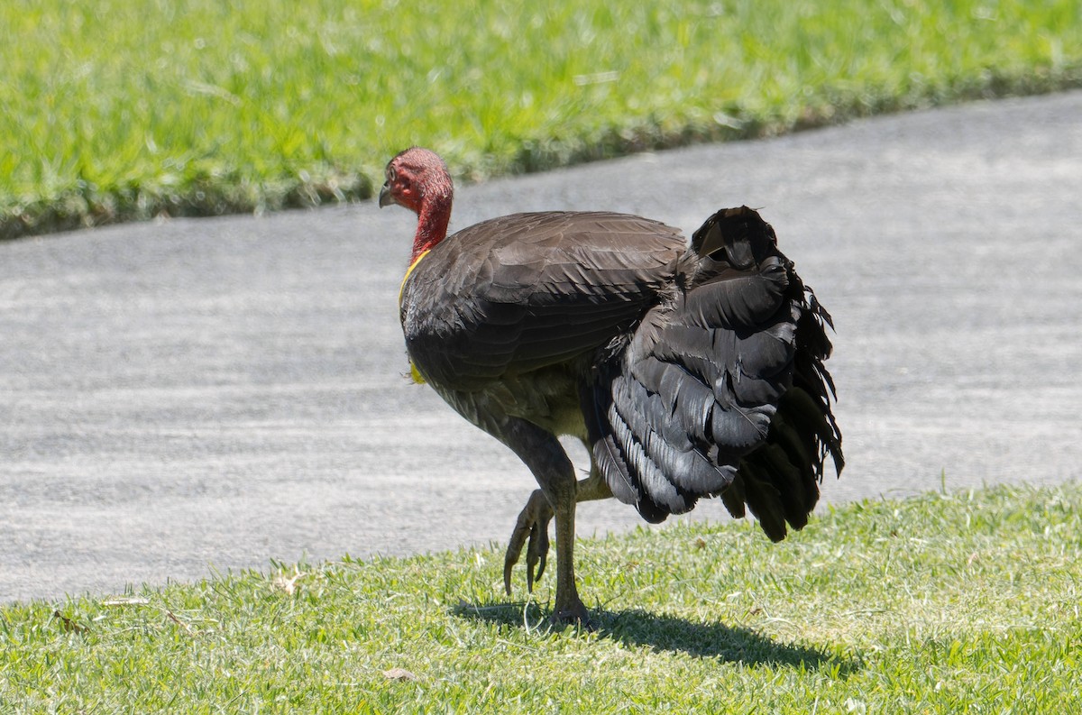Australian Brushturkey - ML646342371