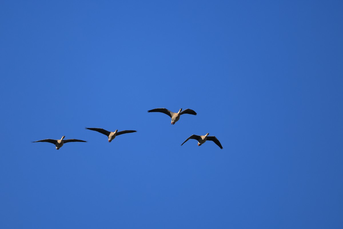 Ánsar Cisnal - ML646342372