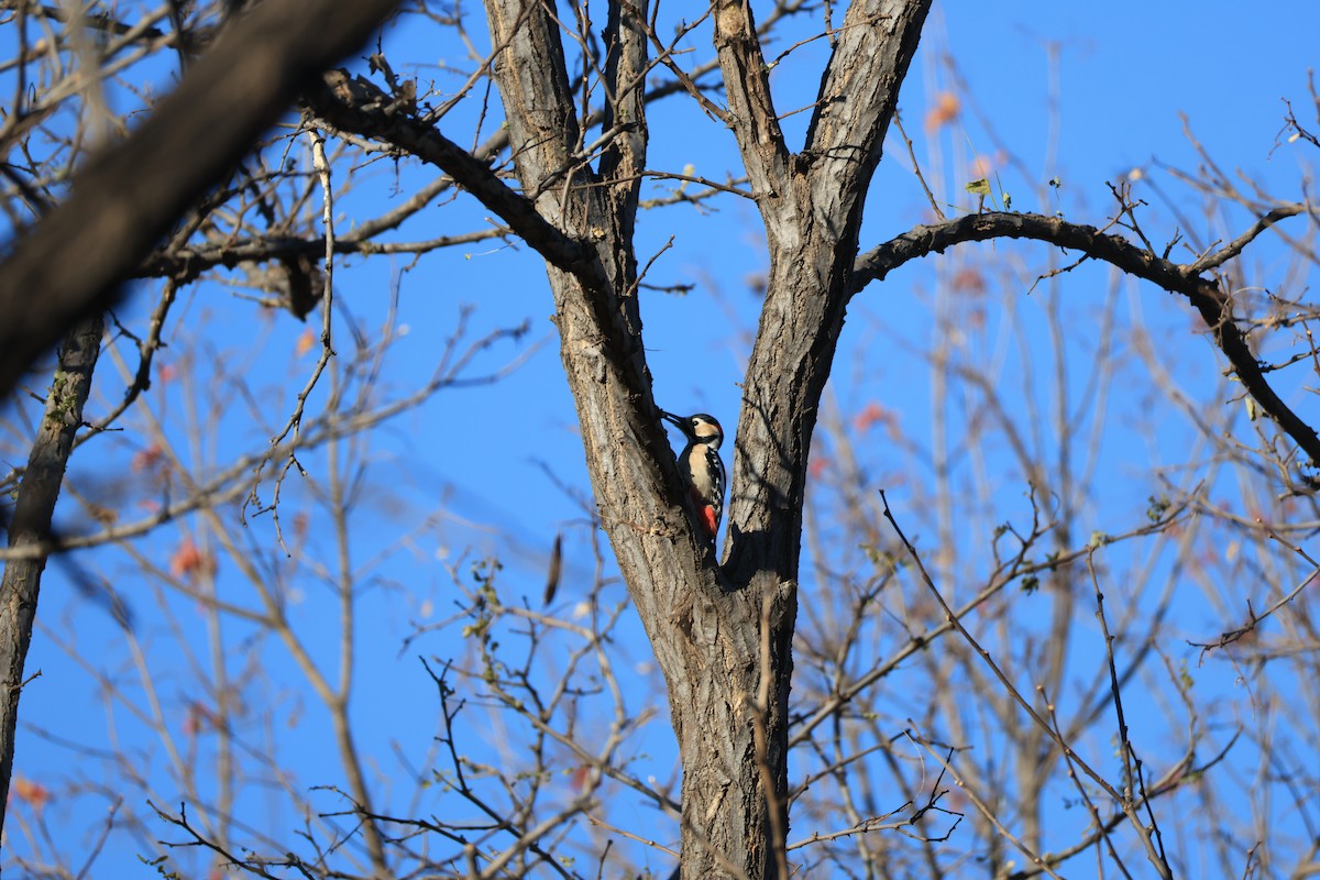 Great Spotted Woodpecker - ML646342374