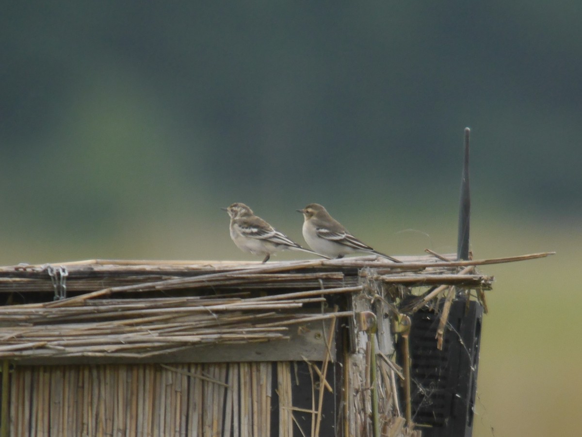 黃頭鶺鴒 - ML646342377