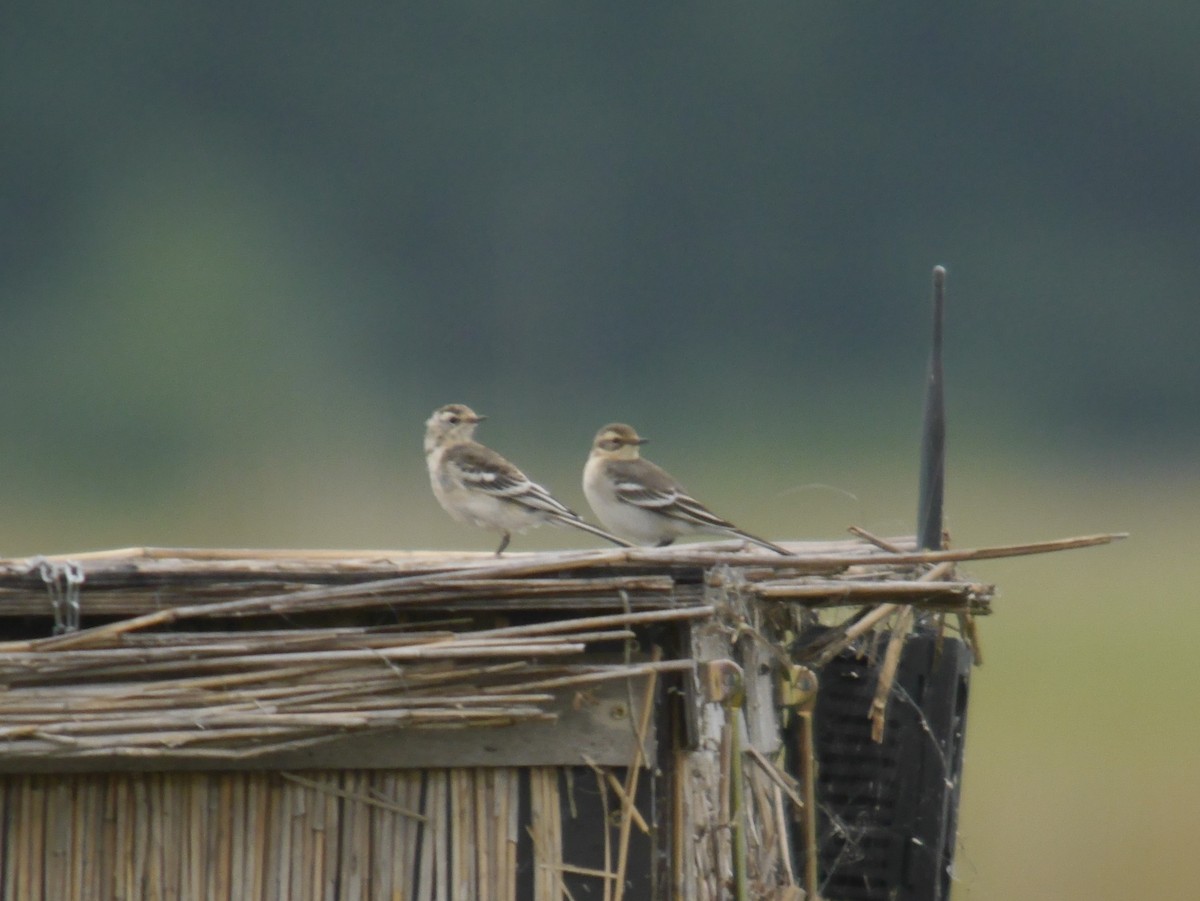 黃頭鶺鴒 - ML646342378