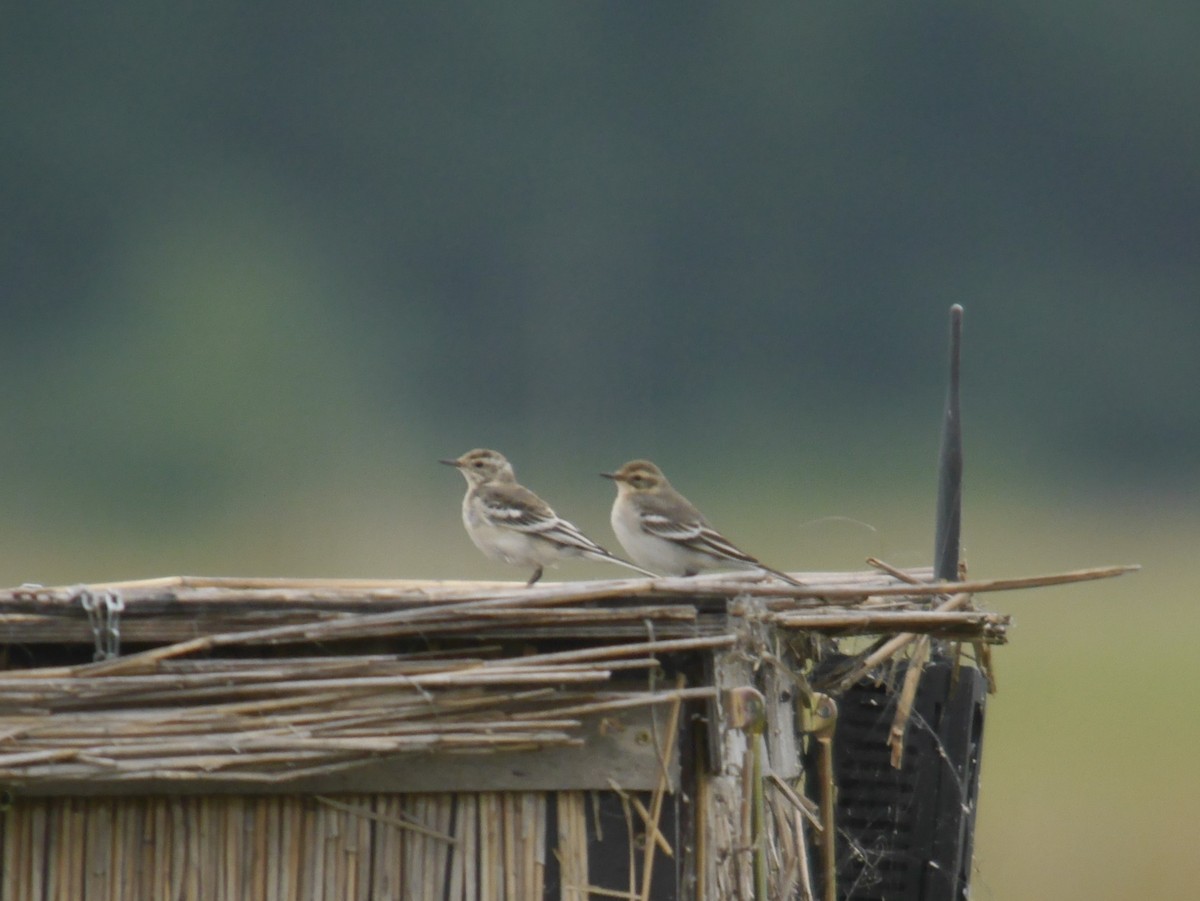 黃頭鶺鴒 - ML646342380