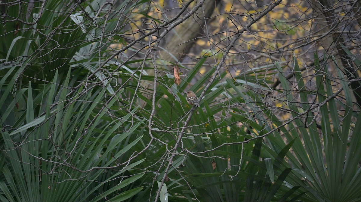Common Chaffinch - ML646342382