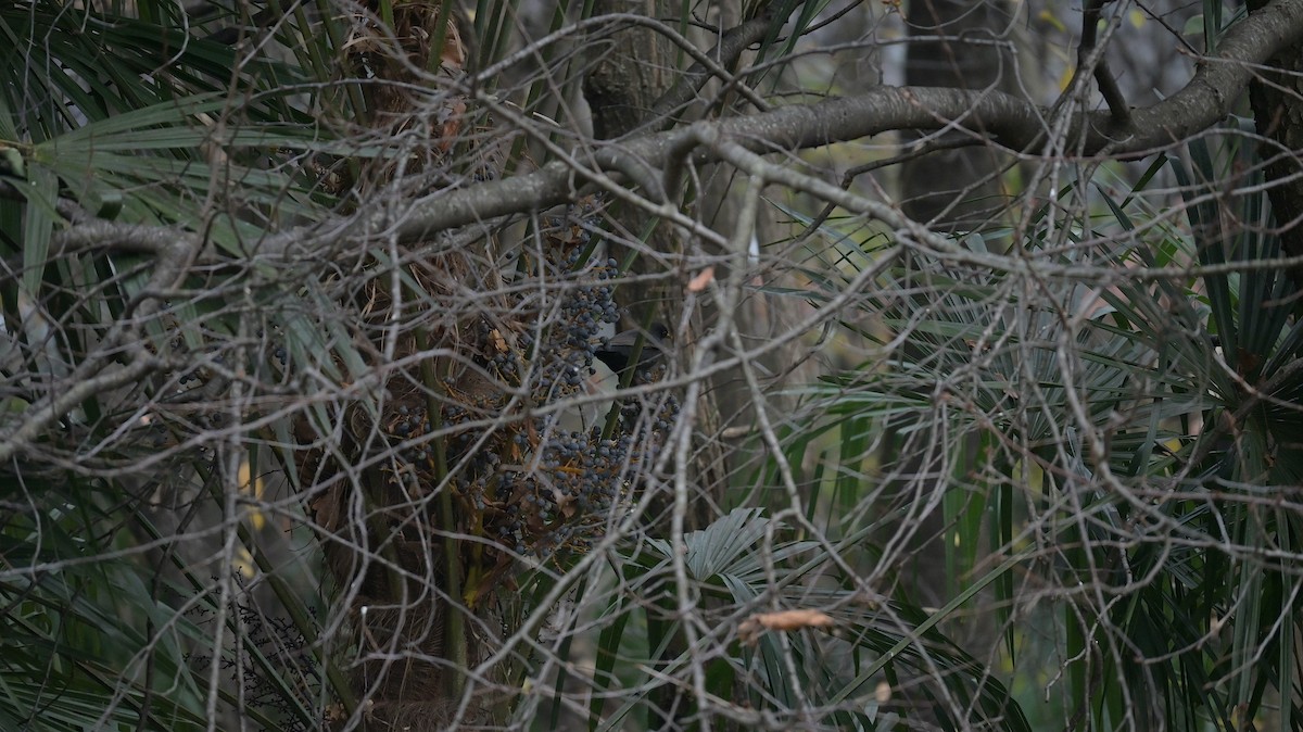 Eurasian Blackbird - ML646342384