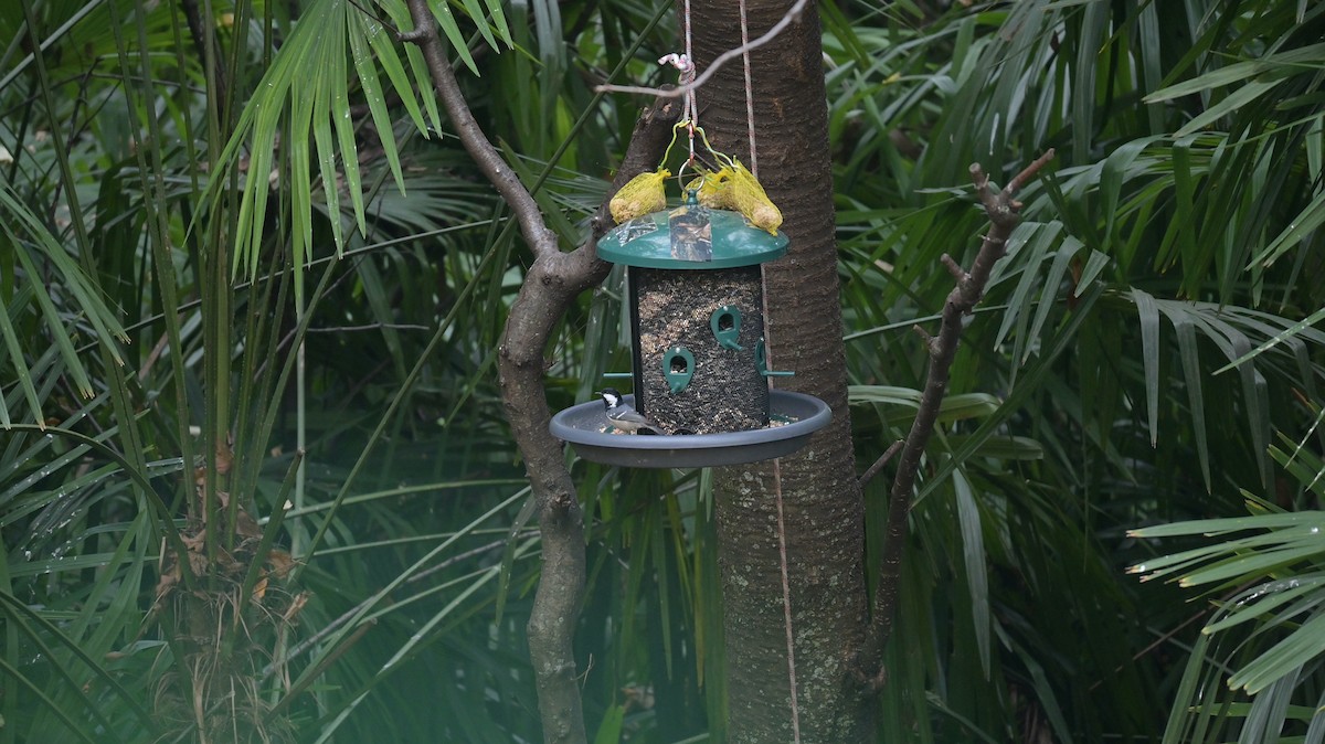 Coal Tit - ML646342386