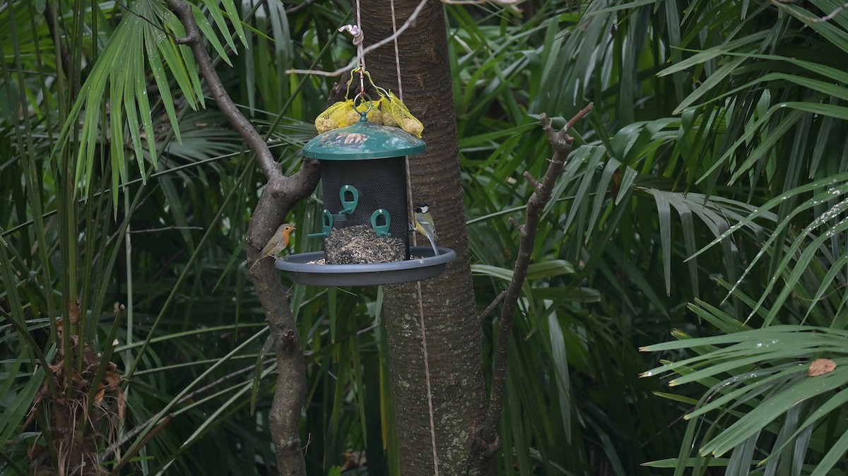 European Robin - ML646342387