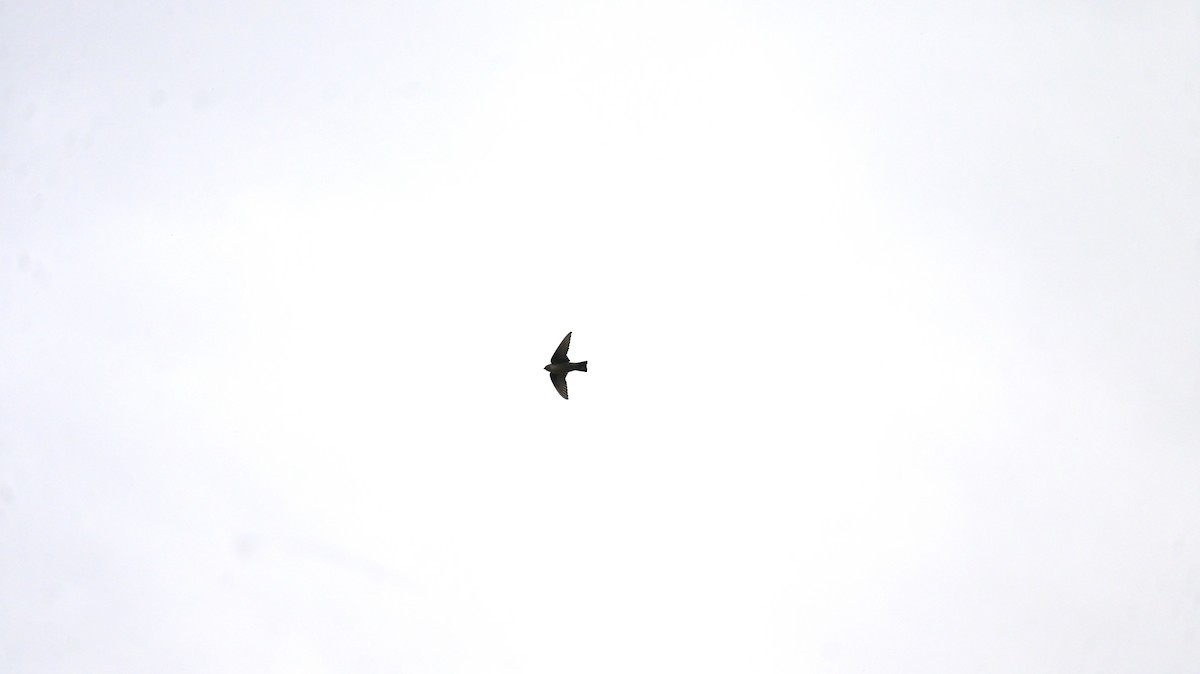 Eurasian Crag-Martin - ML646342391