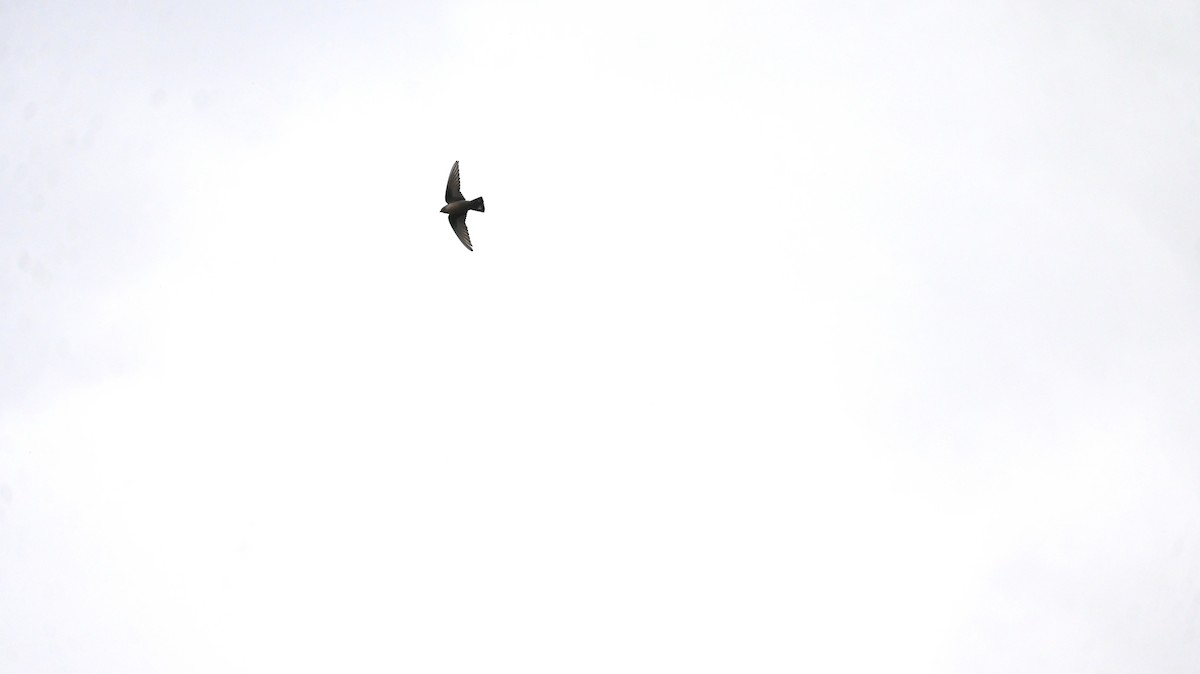 Eurasian Crag-Martin - ML646342392