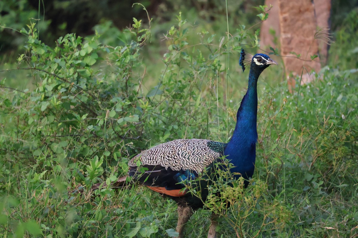 Павич чубатий - ML646342393