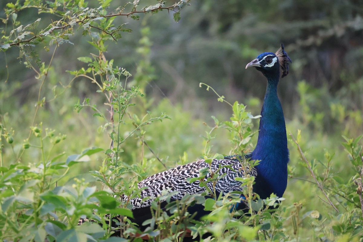 Павич чубатий - ML646342394