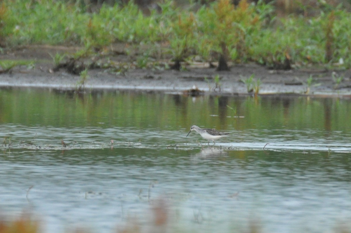 Marsh Sandpiper - ML646342395